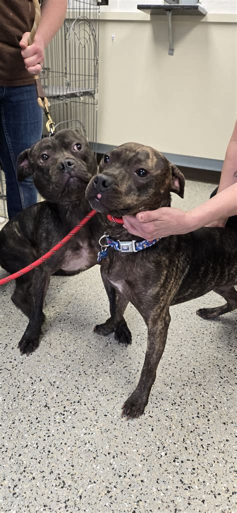 Belmont County Animal... - Belmont County Animal Shelter