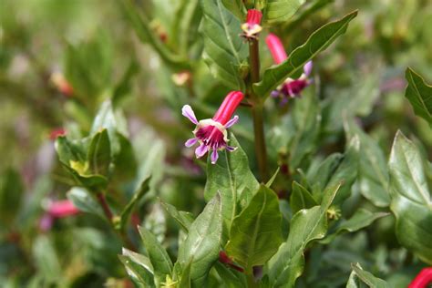 Cuphea Ignea Starfire Pink Maryflower