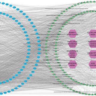 Drug Component Target Disease Interaction Network Diagram Purple