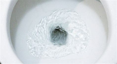 Can You Flush Dog Poop Down The Toilet? (Answered By Experts)