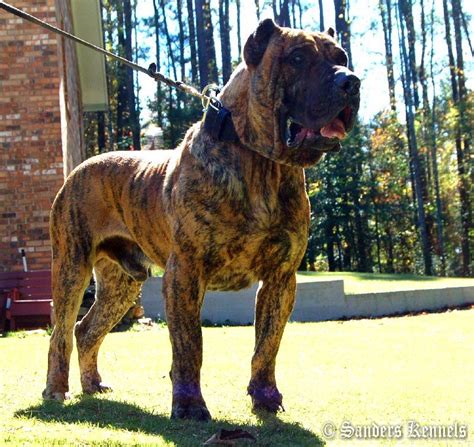 Dogs Rus Presa Canario Big Man On Campus