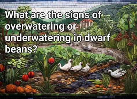 What Are The Signs Of Overwatering Or Underwatering In Dwarf Beans Agriculture Gov Capital