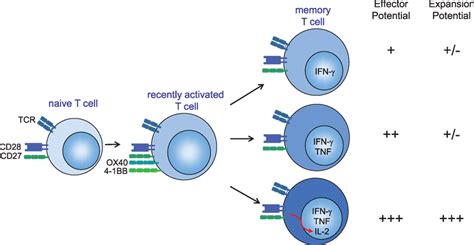 Frontiers Features Of Effective T Cell Inducing Vaccines Against