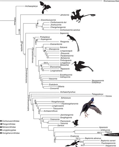 Cladogram Showing The Systematic Position Of Archaeornithura Meemannae