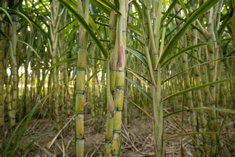 Sugarcane Cultivation In Tamil Nadu Crop Profile Management Cost