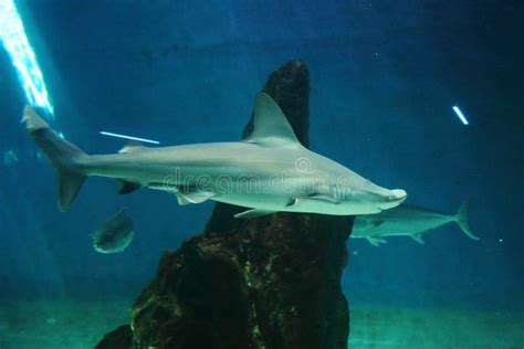 Sharks from the Aquarium in Genoa Italy on the Day of Reopening the Public after the Lockdown 28 ...