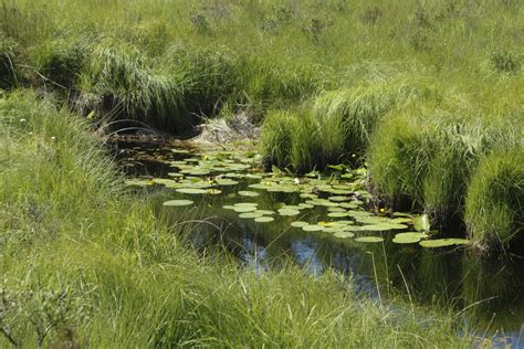 Free Images Water Creek Marsh Swamp Wilderness Lawn Meadow Flower River Wildlife