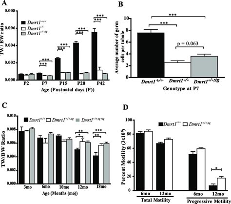 The Wt1 Dmrt1 Transgene Helps Maintain Testis Weights And Sperm