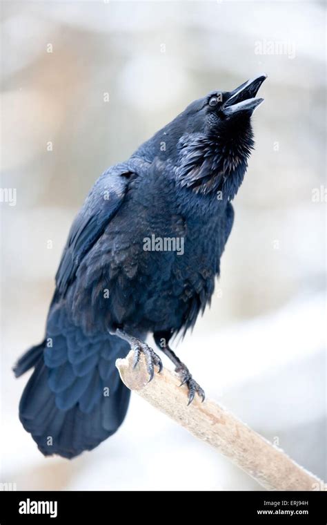 Raven Hi Res Stock Photography And Images Alamy