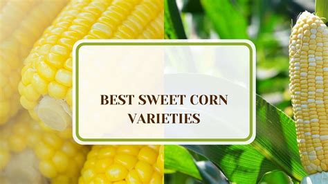 10 Best Sweet Corn Varieties for a Flavorful Harvest - Evergreen Seeds