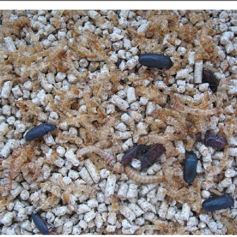 Larvae And Adults Of Mealworm Beetle Tenebrio Molitor Obtained From