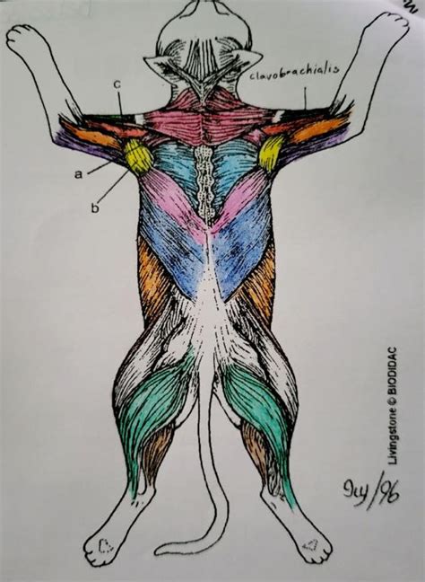 Dorsal View Cat Muscles Diagram Quizlet