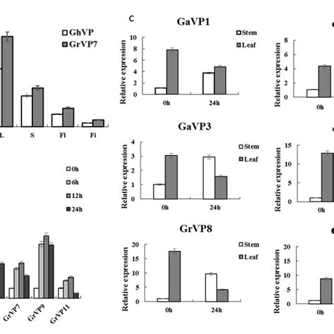 Expression Analysis Of V Ppase Genes In Different Tissues And Different