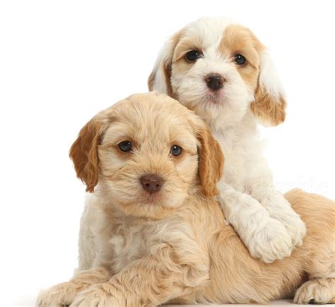 Cockapoo Dog Breed Information, Images, Characteristics, Health