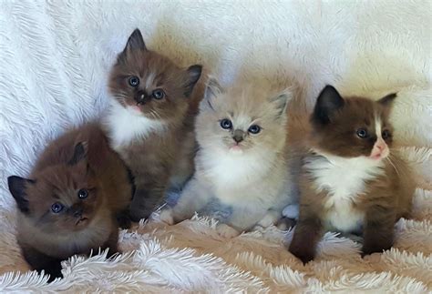 Available Ragdoll Kittens Amorpurrfectragdolls