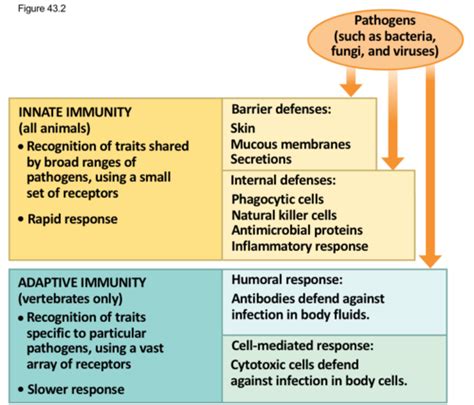 Chapter 43 The Immune System Flashcards Quizlet