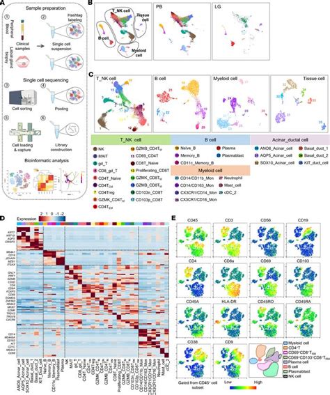 Jci Insight Single Cell Profiling Reveals Pathogenic Role And