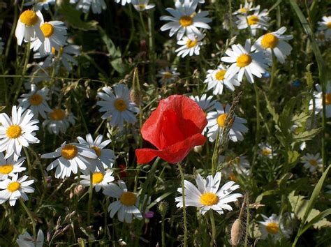 Flora In Jasmund National Park Photos Diagrams And Topos Summitpost