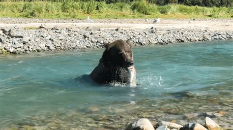 Alaska Magazine | Successful Fishing Bear