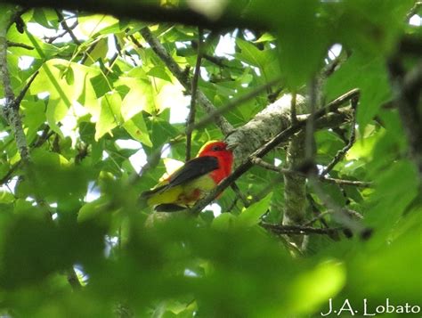 Scarlet Tanager from Progreso Macuiltepetl 91130 Xalapa Enríquez Ver