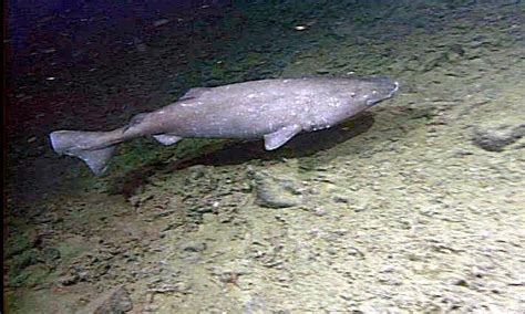 Pacific Sleeper Shark – "OCEAN TREASURES" Memorial Library