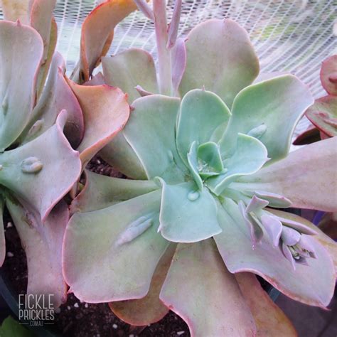 Echeveria Gibbiflora Paul Bunyan Fickle Prickles