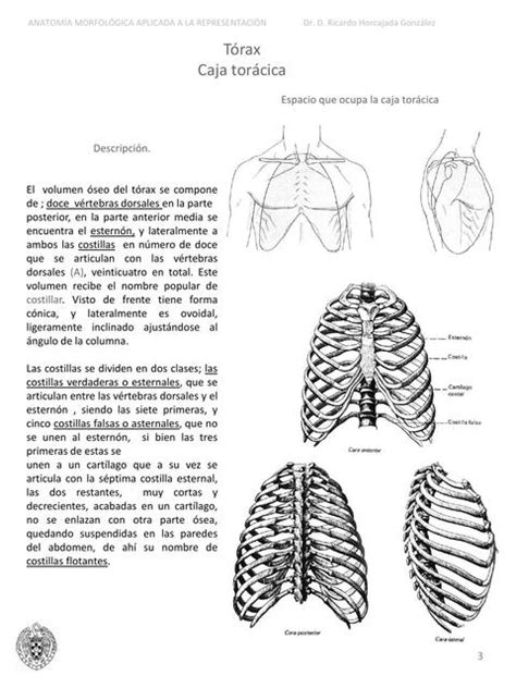 T Rax Caja Tor Cica Apuntesmedicos Udocz