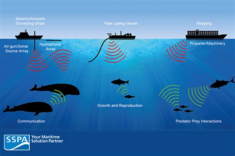 The Effects Of Human Generated Sound On Marine Mammals Communicating