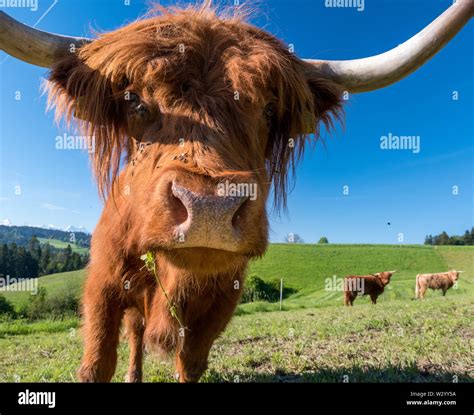 Close Up Hairy Scottish Highland Cattle On A Green Meadow In