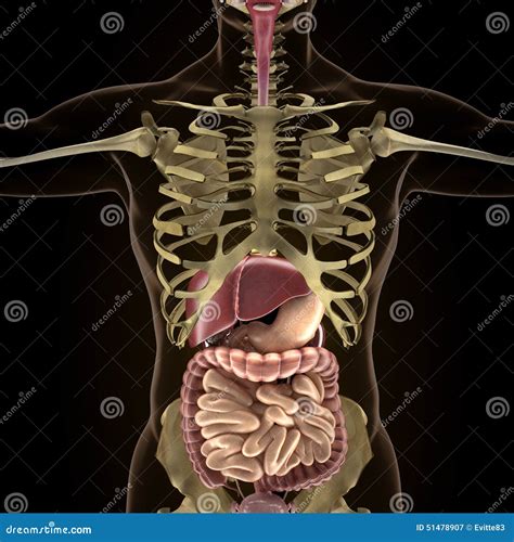 Anatomy Of Human Organs In X Ray View Stock Illustration Image 51478907