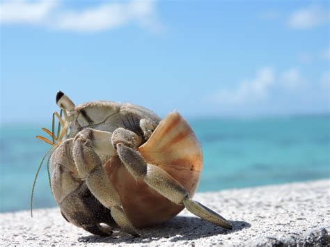 Hermit Crab In Snail Shell 2 By Kavi Jo VIEWBUG