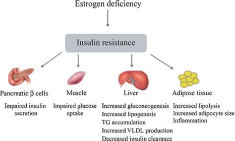 Overview Of Insulin Resistance Induced By Estrogen Defi Open I