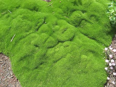 drought resistant ground cover australia - Talisha Buford