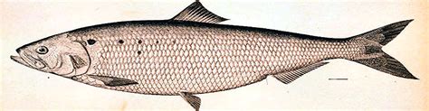 American Shad