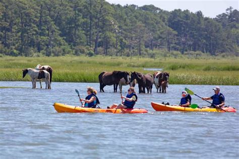 Från Chincoteague Guidad Kajaktur Till Assateague Island Getyourguide