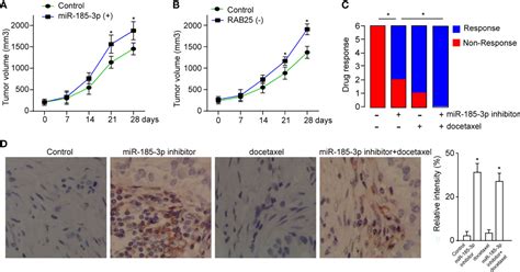 Frontiers Targeting MiR 185 3p Inhibits Head And Neck Squamous Cell