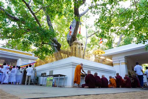 Sri Maha Bodhi Tree Trip Guide Sri Lanka