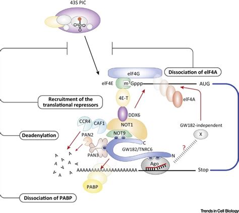 The Functions Of Micrornas Mrna Decay And Translational Repression