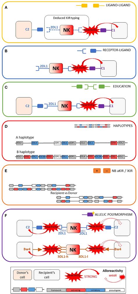 Frontiers Comparison Of Nk Alloreactivity Prediction Models Based On