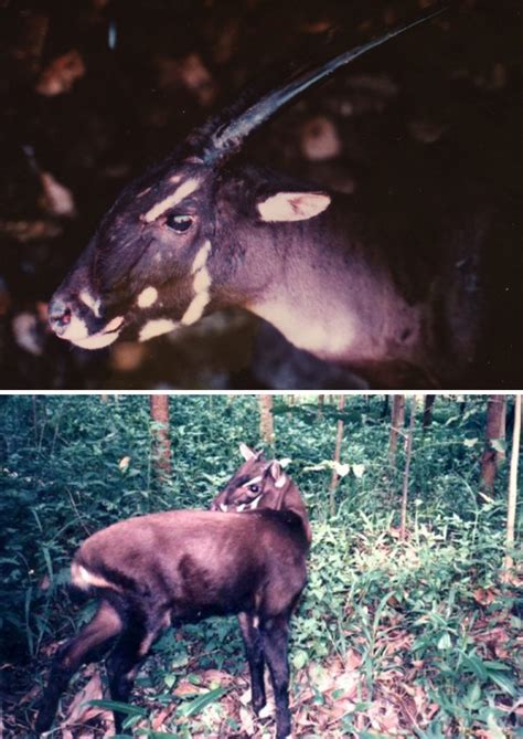 Rarest Animal In The World And Other 62 Species Near Extinction Bored