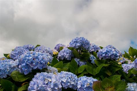 Las Hortensias Son Las Flores Típicas De Las Islas De Azores Foto De