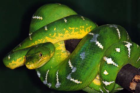 Emerald Tree Boa Facts And Pictures