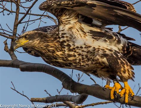 Juvenile Bald Eagle | Welcome to NancyBirdPhotography.com