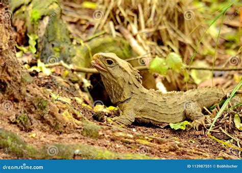 Tuatara lizard stock image. Image of protection, body - 113987551