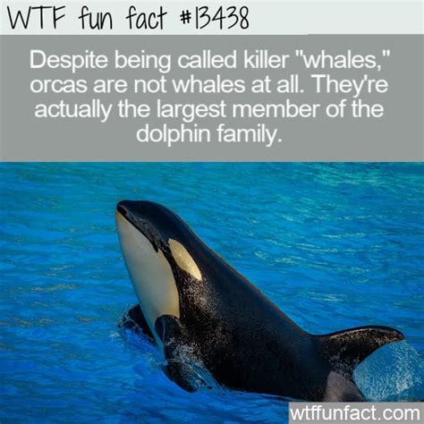 Wtf Fun Fact 13438 Killer Whales Are Dolphins