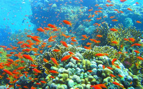 Wallpaper Download 5120x3200 Coral reef and hundred orange fish - HD ...