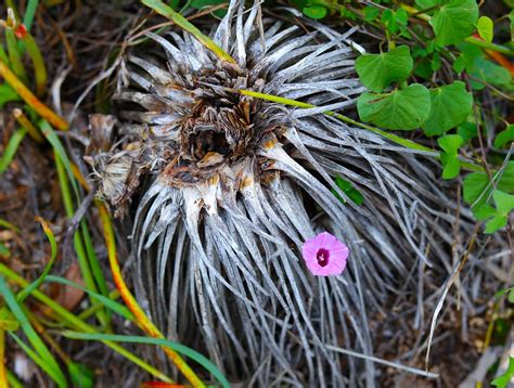 Flower Plant Roots Free Photo On Pixabay Pixabay