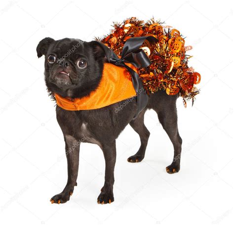 Black Pugs In Halloween Costumes