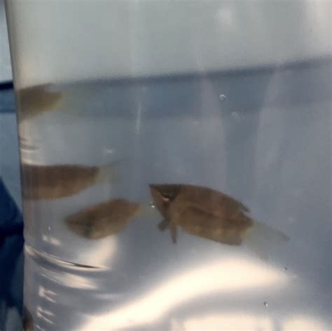 Nano Freshwater Tropical Fish: Chocolate Gourami - Sphaerichthys ...