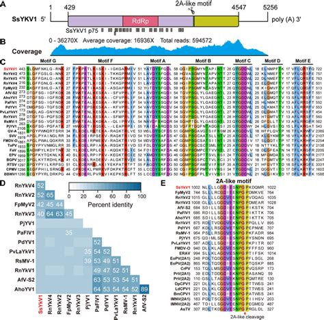 Sequence Properties Of Ssykv1 A Genomic Organization Of Ssykv1 The